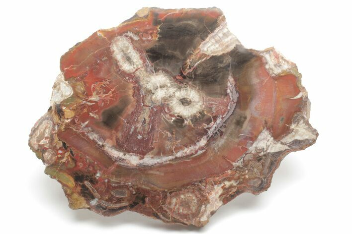 Polished, Petrified Wood Slab With Fungal Rot - Arizona #218340